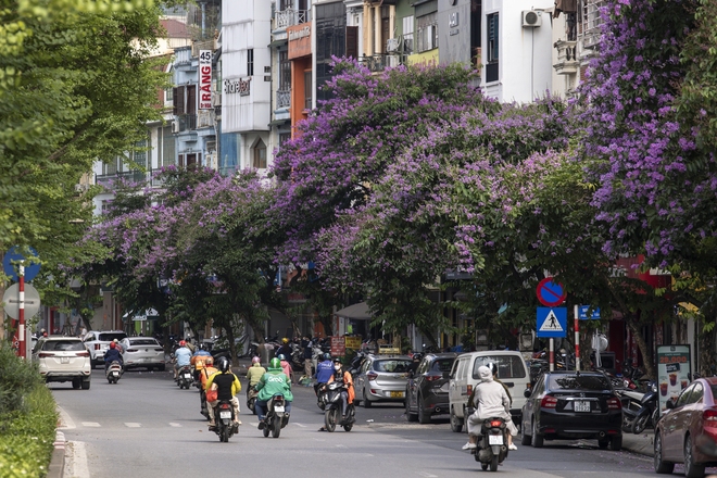 Người Hà Nội thích thú check-in với hoa bằng lăng nở rộ khắp phố- Ảnh 1.