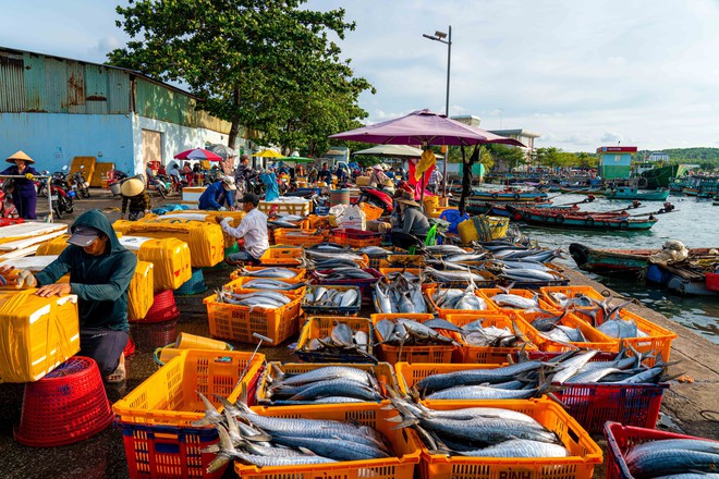 Bên trong cảng cá lâu đời nhất Phú Quốc- Ảnh 10.
