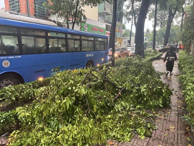 TP.HCM sau trận mưa đá: Hàng loạt cây xanh ngã đổ- Ảnh 6.