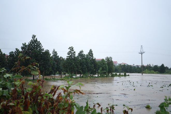 Dân ngoại thành Hà Nội đội mưa ra đồng, vớt vát tài sản chạy đua với lũ- Ảnh 1.