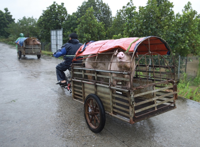 Chạy đua với lũ vớt vát tài sản, hoa màu- Ảnh 14.