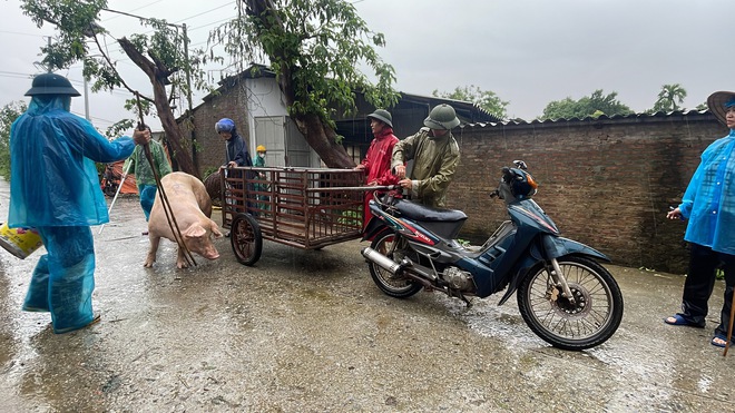 Dân ngoại thành Hà Nội đội mưa ra đồng, vớt vát tài sản chạy đua với lũ- Ảnh 10.