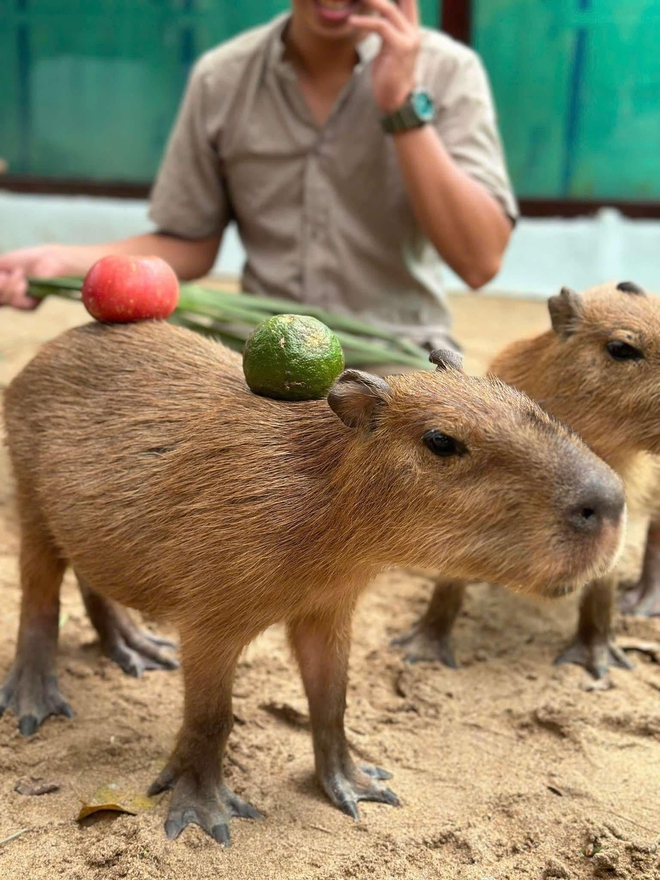 'Biển người' chật k&iacute;n ở trung t&acirc;m TP.HCM vui chơi Tết Dương lịch 2025- Ảnh 24.