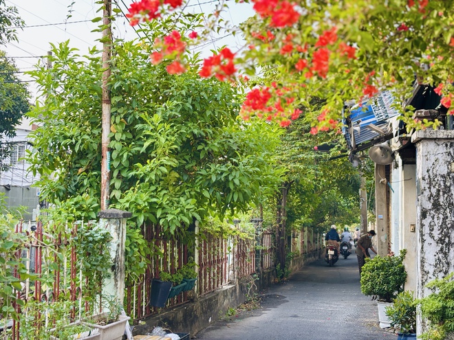 Hẻm Sài Gòn đón tết: Xóm đường rày xe lửa xanh mướt, 'thay da đổi thịt'- Ảnh 5.