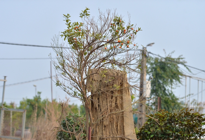 Giới nhà giàu 'săn' quất gỗ lũa, chi vài chục triệu đồng mua cây đẹp- Ảnh 8.