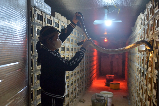 Năm Ất Tỵ, nghe chuyện về những người nu&ocirc;i rắn độc thu tiền tỉ ở Việt Nam- Ảnh 8.