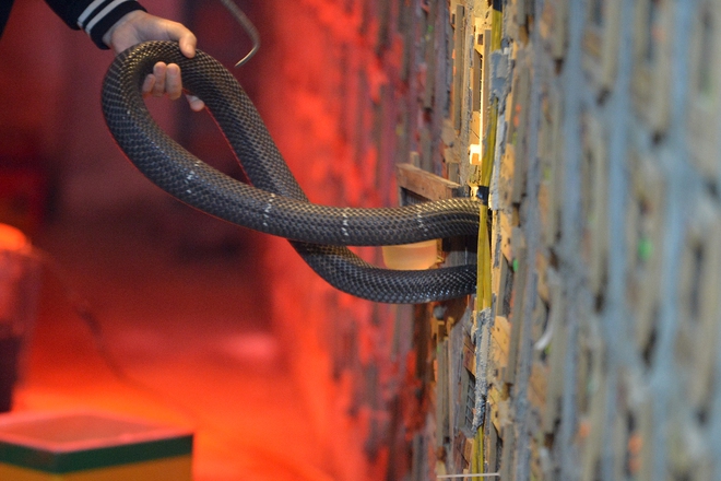 Năm Ất Tỵ, nghe chuyện về những người nu&ocirc;i rắn độc thu tiền tỉ ở Việt Nam- Ảnh 7.