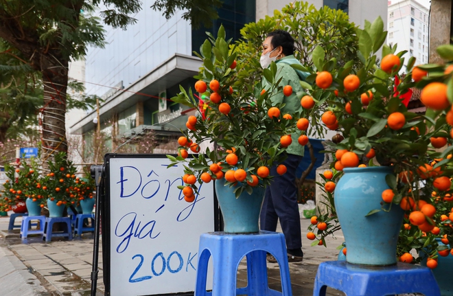 Tiểu thương Hà Nội cắn răng chặt đào, hạ giá để 'về quê ăn tết'- Ảnh 13.