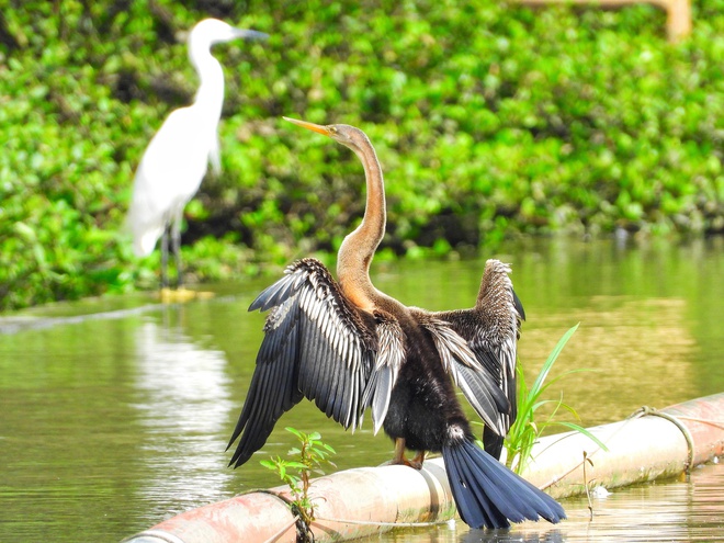 Người dân TP.HCM ngắm loài chim quý trong Sách đỏ ở hồ Bán Nguyệt giữa tháng 10 - Ảnh 7.