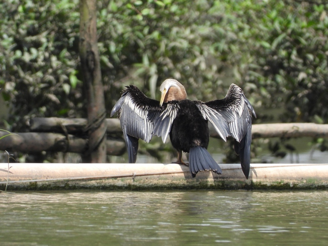 Người dân TP.HCM ngắm loài chim quý trong Sách đỏ ở hồ Bán Nguyệt giữa tháng 10 - Ảnh 6.