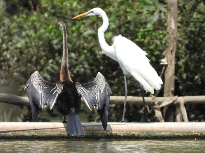 Người dân TP.HCM ngắm loài chim quý trong Sách đỏ ở hồ Bán Nguyệt giữa tháng 10 - Ảnh 9.