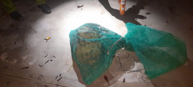 Đã xử lý tổ ong vò vẽ 'khủng' gần trường học ở xã Bình Lợi - Ảnh 2.