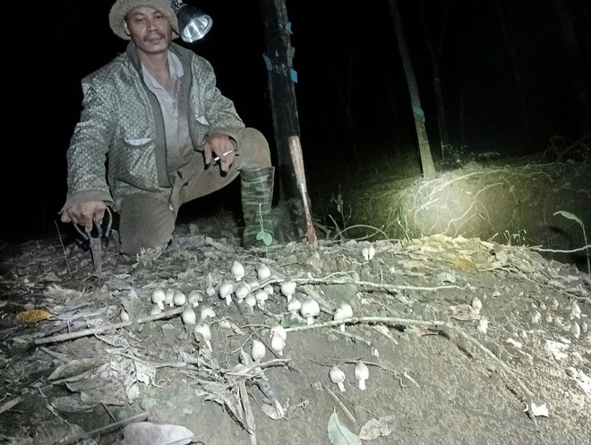 Thú săn ‘lộc trời’ nấm mối: May rủi, hiểm nguy và cuộc cạnh tranh thầm lặng- Ảnh 4. Thú săn ‘lộc trời’ nấm mối: May rủi, hiểm nguy và cuộc cạnh tranh thầm lặng- Ảnh 4.