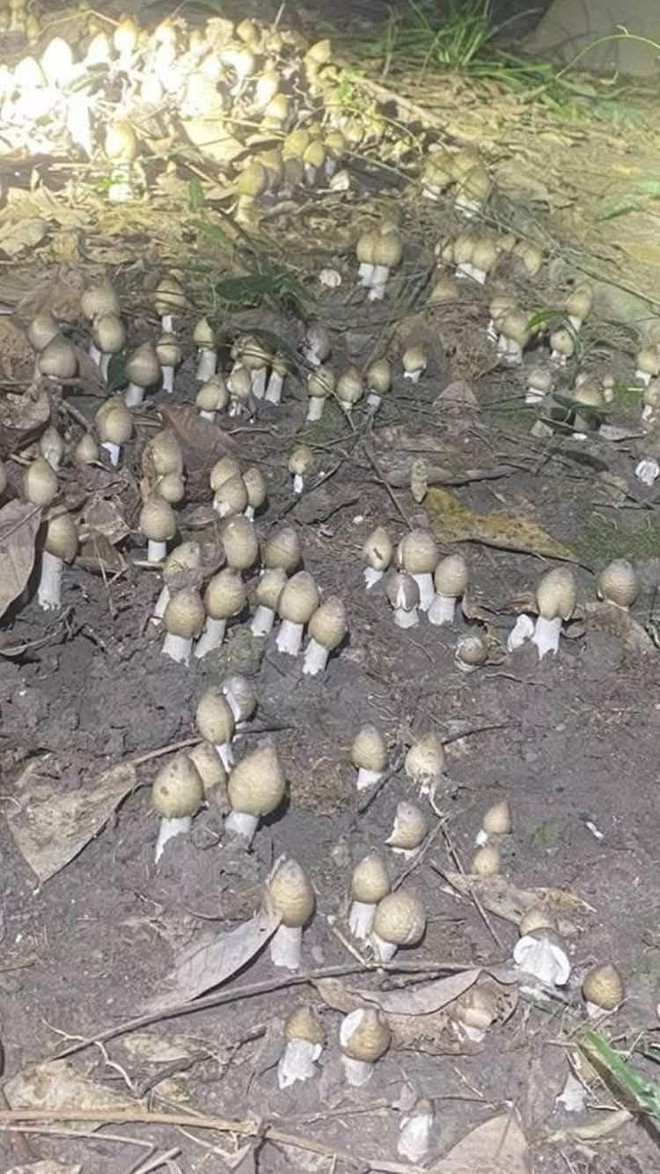 Thú săn ‘lộc trời’ nấm mối: May rủi, hiểm nguy và cuộc cạnh tranh thầm lặng- Ảnh 2. Thú săn ‘lộc trời’ nấm mối: May rủi, hiểm nguy và cuộc cạnh tranh thầm lặng- Ảnh 2.