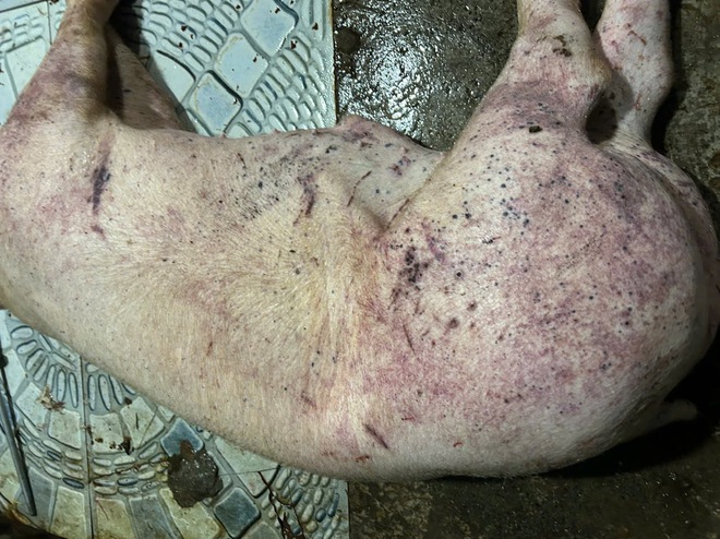 Mua lợn bệnh, lợn chết về mổ bán cho công ty làm thức ăn cho công nhân - Ảnh 2.