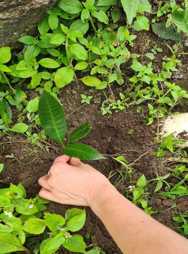 Nảy mầm xanh trên đỉnh núi đá Chư Nâm - Ảnh 7.