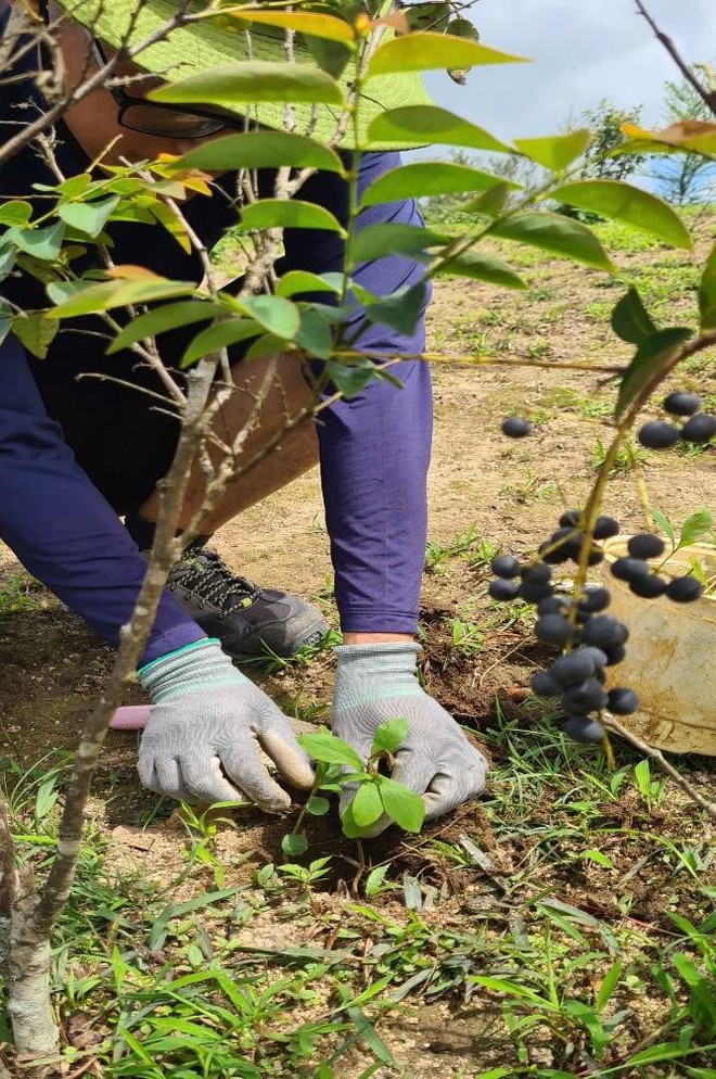 Nảy mầm xanh trên đỉnh núi đá Chư Nâm - Ảnh 8.