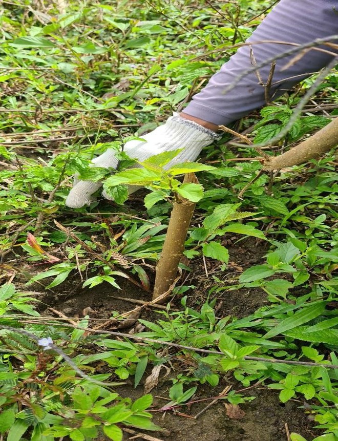 Nảy mầm xanh trên đỉnh núi đá Chư Nâm - Ảnh 6.