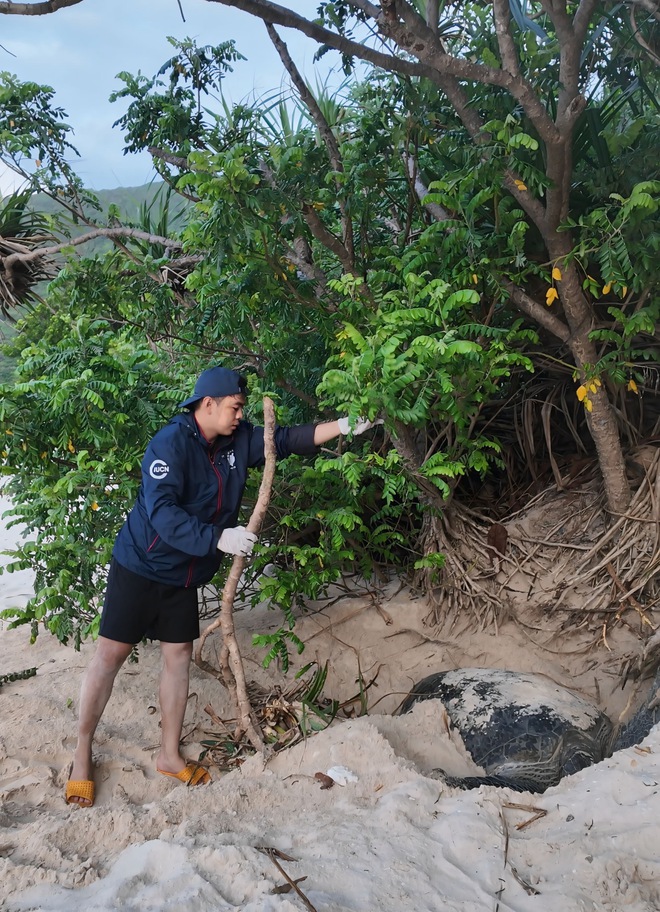 H&agrave;nh tr&igrave;nh bảo tồn r&ugrave;a biển của ch&agrave;ng trai xứ nắng T&acirc;y Ninh - Ảnh 5.