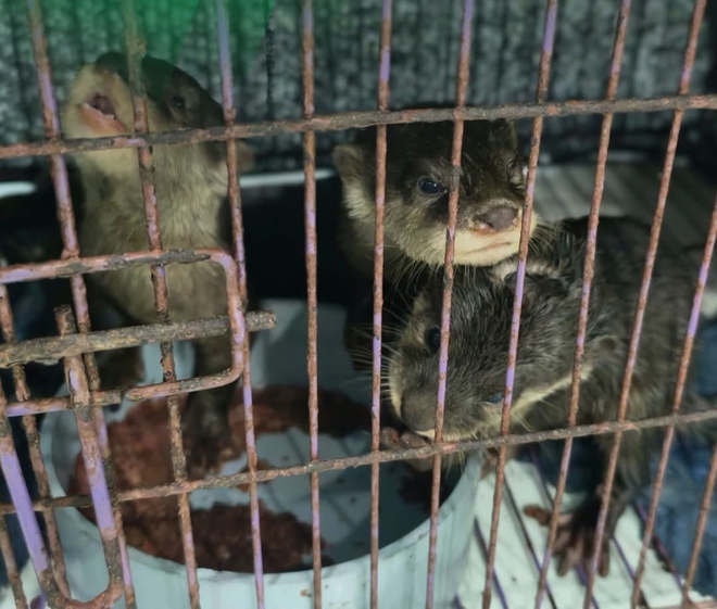 Rái cá loài dễ bị tổn thương trong Sách đỏ: Người dân nhận nuôi bằng cách nào? - Ảnh 7.