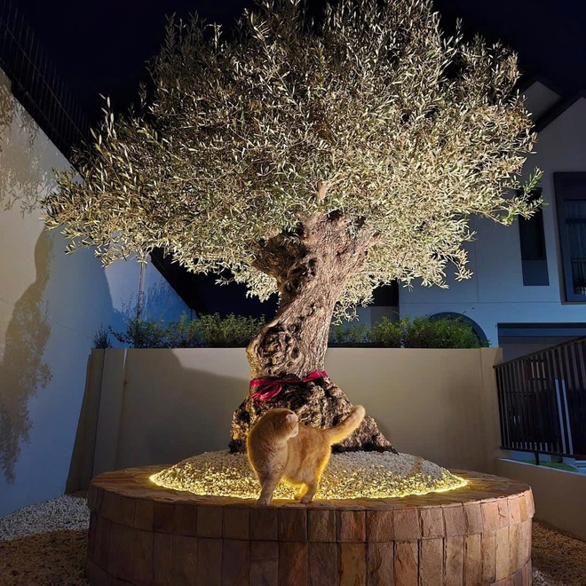 Độc lạ vườn ô liu cổ thụ 15 tỉ ngay tại… TP.HCM, từ vùng Địa Trung Hải - Ảnh 13.