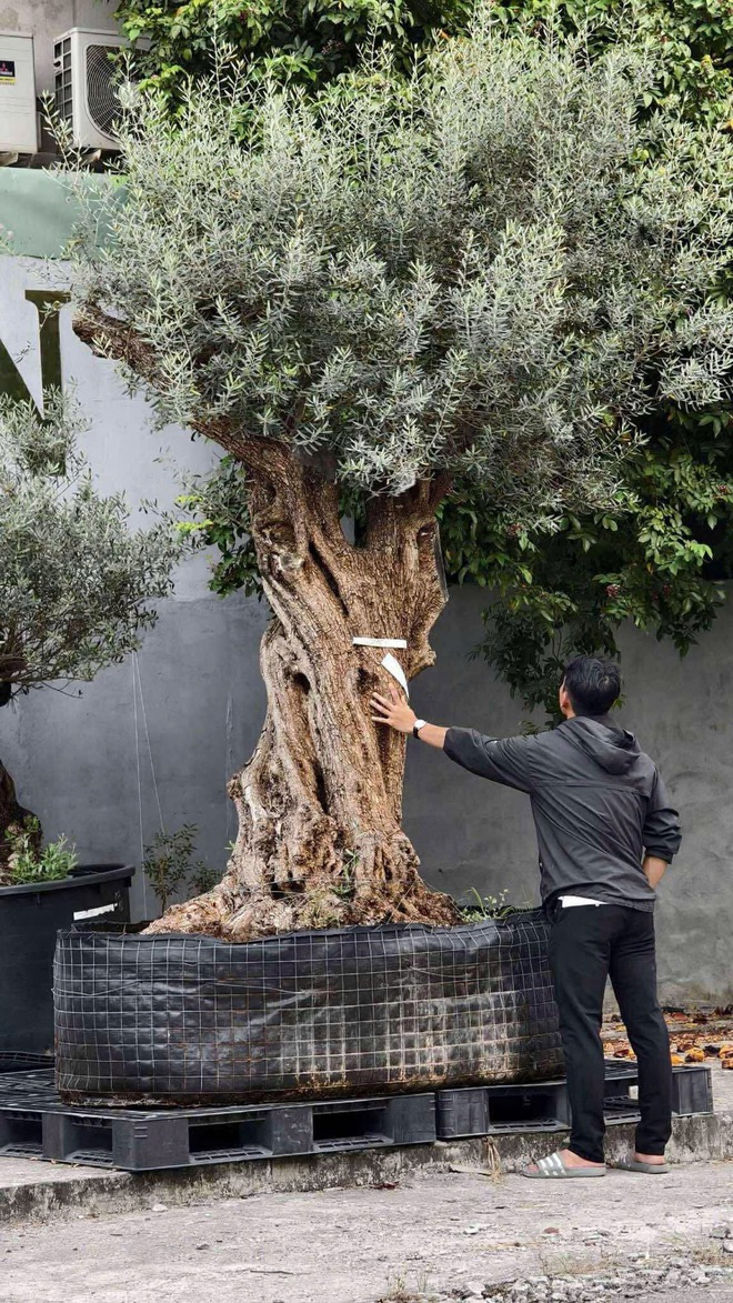 Độc lạ vườn ô liu cổ thụ 15 tỉ ngay tại… TP.HCM, từ vùng Địa Trung Hải - Ảnh 6.