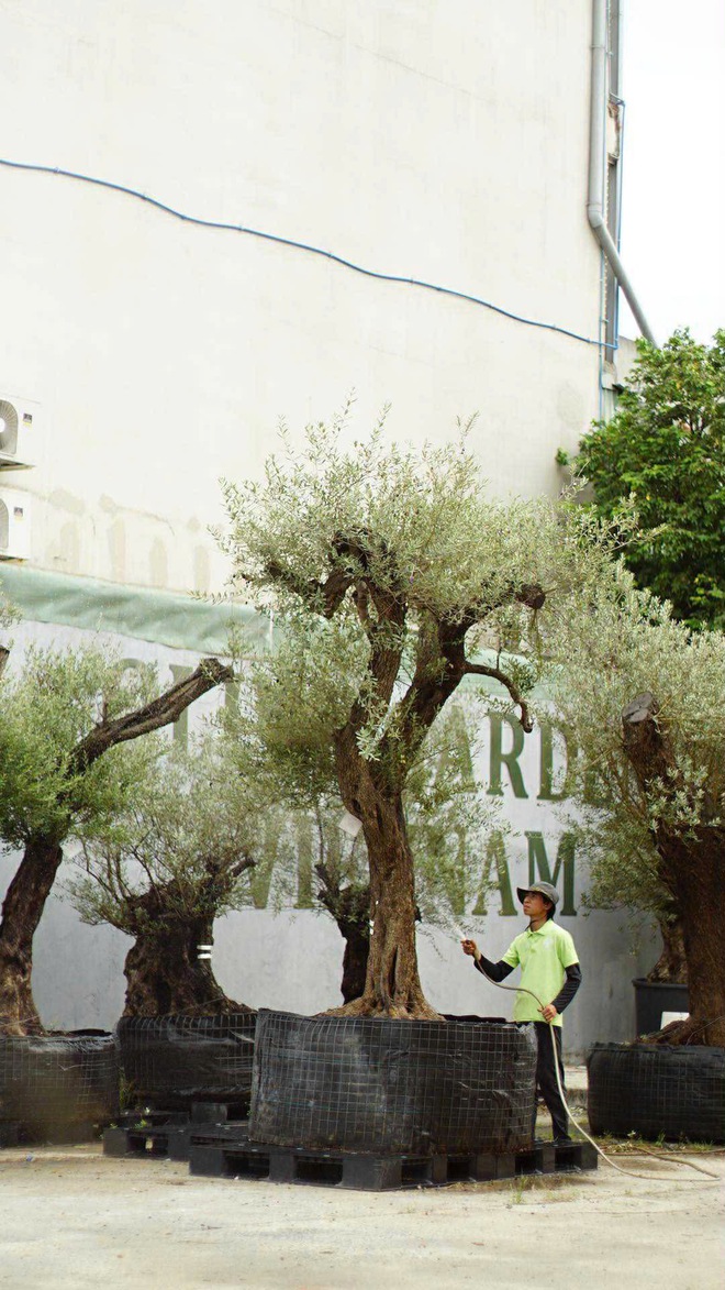 Độc lạ vườn ô liu cổ thụ 15 tỉ ngay tại… TP.HCM, từ vùng Địa Trung Hải - Ảnh 15.