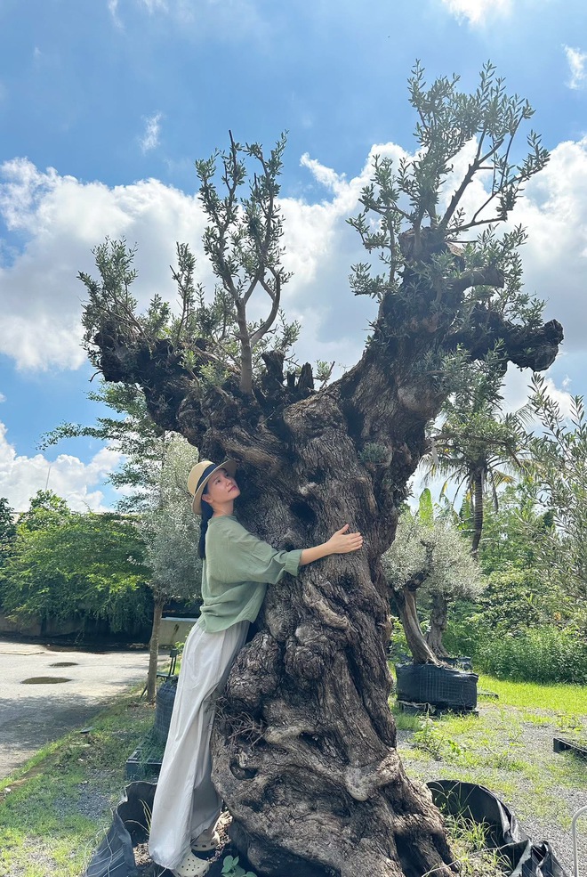 Độc lạ vườn ô liu cổ thụ 15 tỉ ngay tại… TP.HCM, từ vùng Địa Trung Hải - Ảnh 5.