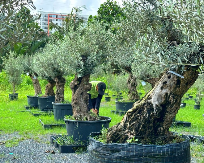 Độc lạ vườn ô liu cổ thụ 15 tỉ ngay tại… TP.HCM, từ vùng Địa Trung Hải - Ảnh 14.
