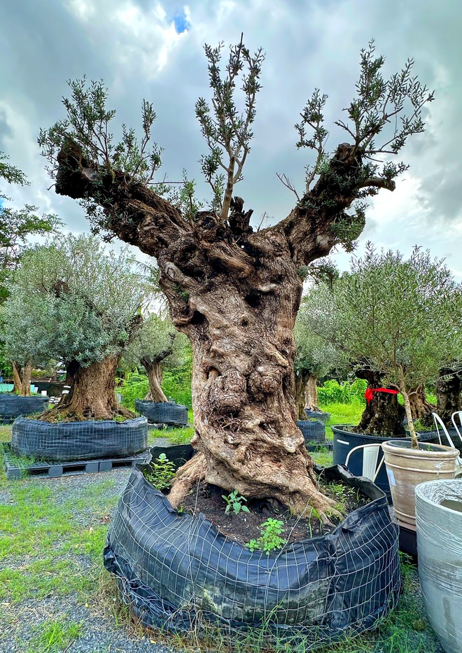 Độc lạ vườn ô liu cổ thụ 15 tỉ ngay tại… TP.HCM, từ vùng Địa Trung Hải - Ảnh 11.