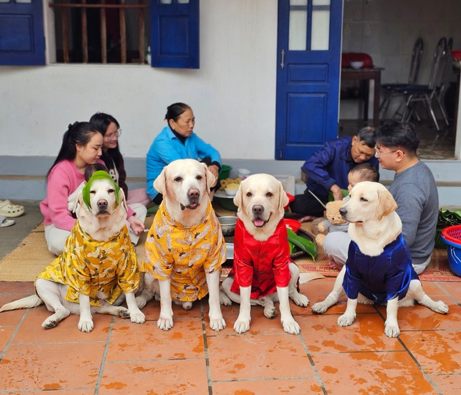 Chuyện về gia đình chú chó Củ Cải giúp ông chủ tìm được vợ - Ảnh 2.