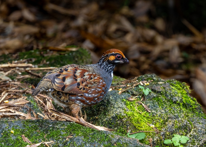 Hành trình gian nan săn chim quý hiếm trên đỉnh Fansipan - Ảnh 11.