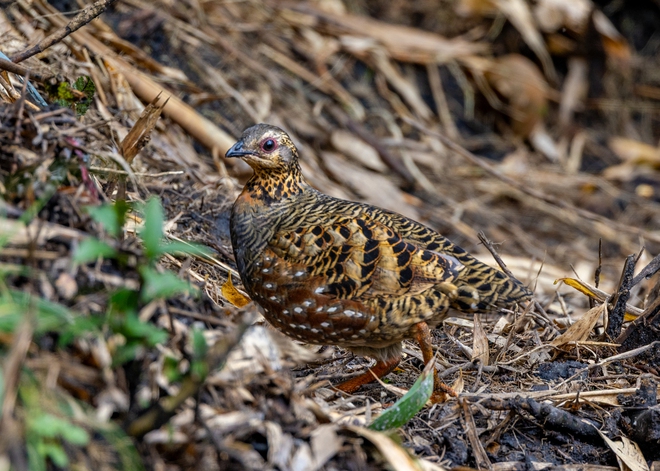 Hành trình gian nan săn chim quý hiếm trên đỉnh Fansipan - Ảnh 12.