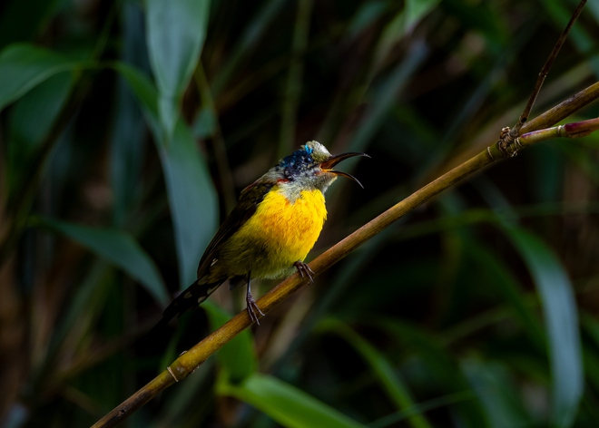 Hành trình gian nan săn chim quý hiếm trên đỉnh Fansipan - Ảnh 13.
