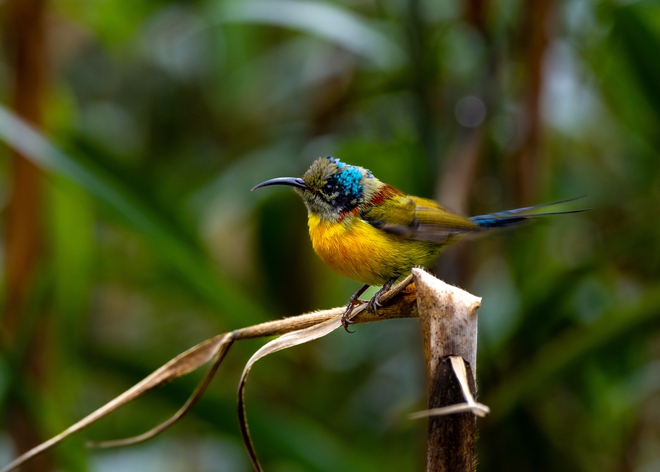 Hành trình gian nan săn chim quý hiếm trên đỉnh Fansipan - Ảnh 14.