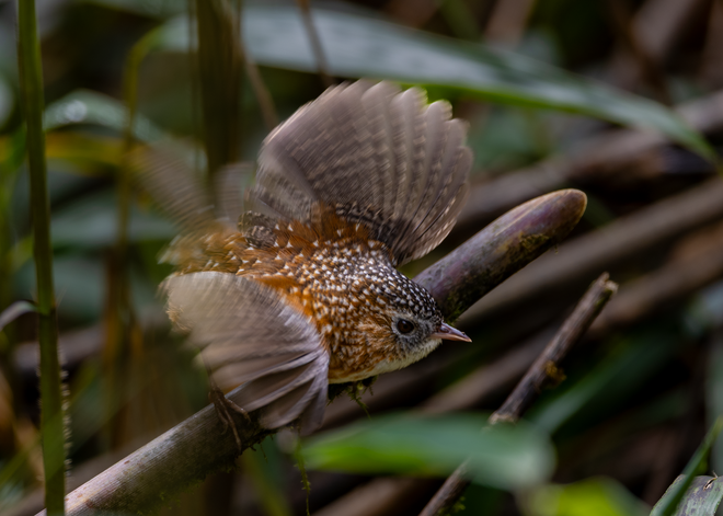 Hành trình gian nan săn chim quý hiếm trên đỉnh Fansipan - Ảnh 16.