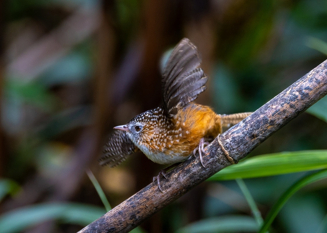Hành trình gian nan săn chim quý hiếm trên đỉnh Fansipan - Ảnh 17.