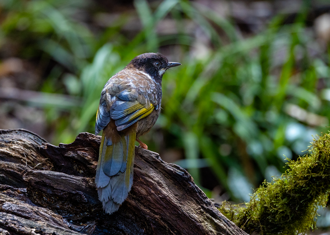 Hành trình gian nan săn chim quý hiếm trên đỉnh Fansipan - Ảnh 18.
