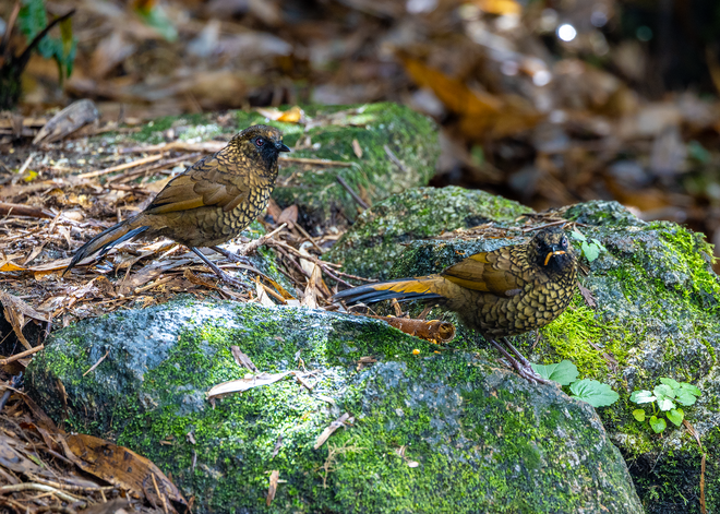 Hành trình gian nan săn chim quý hiếm trên đỉnh Fansipan - Ảnh 5.
