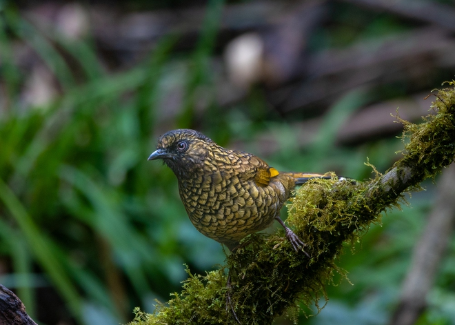 Hành trình gian nan săn chim quý hiếm trên đỉnh Fansipan - Ảnh 6.