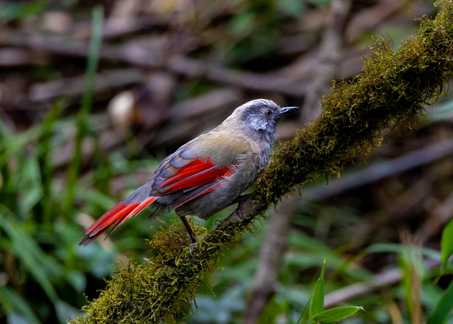 Hành trình gian nan săn chim quý hiếm trên đỉnh Fansipan - Ảnh 7.