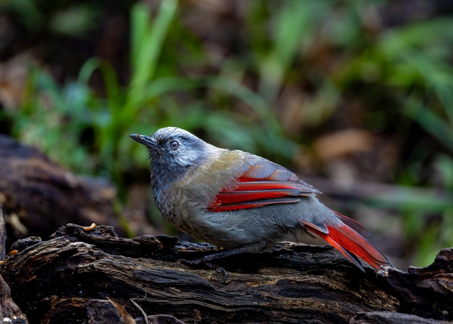 Hành trình gian nan săn chim quý hiếm trên đỉnh Fansipan - Ảnh 8.