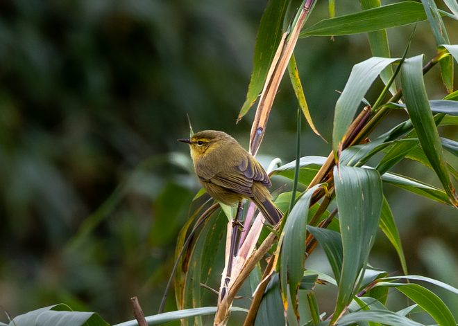Hành trình gian nan săn chim quý hiếm trên đỉnh Fansipan - Ảnh 9.