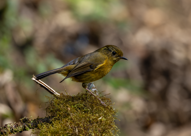 Hành trình gian nan săn chim quý hiếm trên đỉnh Fansipan - Ảnh 10.