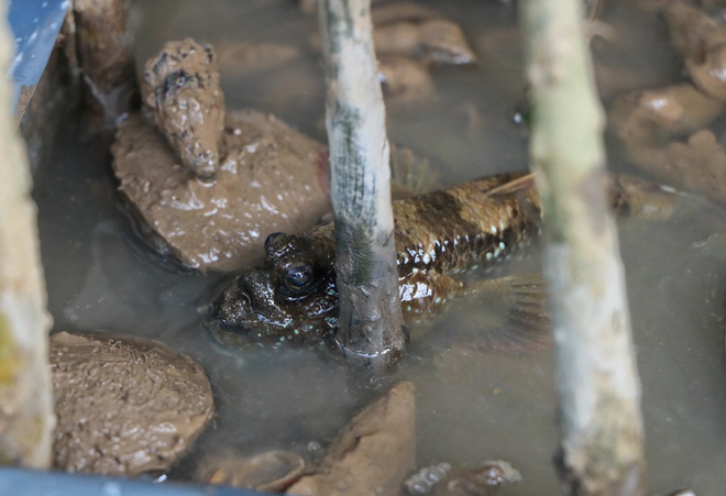 Ngắm cá biết leo cây độc lạ tại lễ hội ẩm thực cua Cà Mau ở TP.HCM - Ảnh 7.