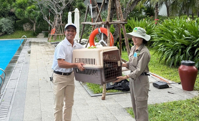 Đàn vịt trôi trên biển trong cơn lũ: Được khám sức khỏe, đi trú bão Koto  - Ảnh 3.