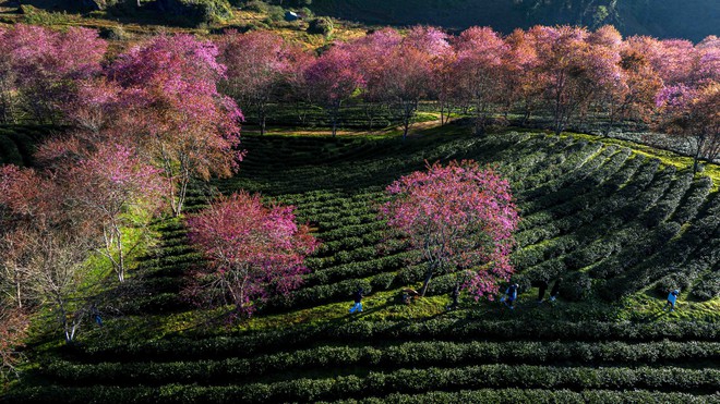Thất vọng ở 'rừng' mai anh đào trên đồi chè đẹp nhất miền Bắc- Ảnh 3. Thất vọng ở 'rừng' mai anh đào trên đồi chè đẹp nhất miền Bắc- Ảnh 3.