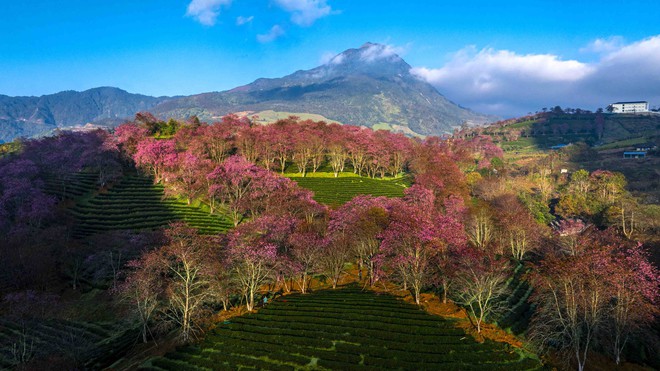 Thất vọng ở 'rừng' mai anh đào trên đồi chè đẹp nhất miền Bắc- Ảnh 5. Thất vọng ở 'rừng' mai anh đào trên đồi chè đẹp nhất miền Bắc- Ảnh 5.