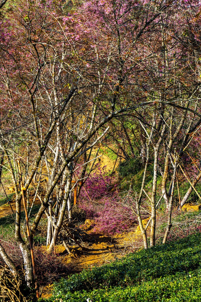 Thất vọng ở 'rừng' mai anh đào trên đồi chè đẹp nhất miền Bắc- Ảnh 8. Thất vọng ở 'rừng' mai anh đào trên đồi chè đẹp nhất miền Bắc- Ảnh 8.