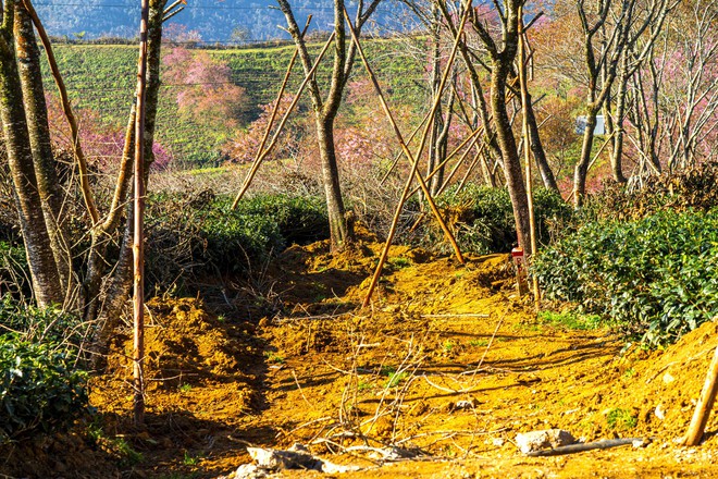 Thất vọng ở 'rừng' mai anh đào trên đồi chè đẹp nhất miền Bắc- Ảnh 10. Thất vọng ở 'rừng' mai anh đào trên đồi chè đẹp nhất miền Bắc- Ảnh 10.